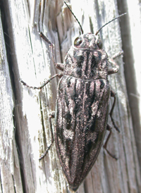 Sculptured Pine Borer